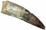 Fossil Spinosaurus Tooth - Real Dinosaur Tooth #296528-1